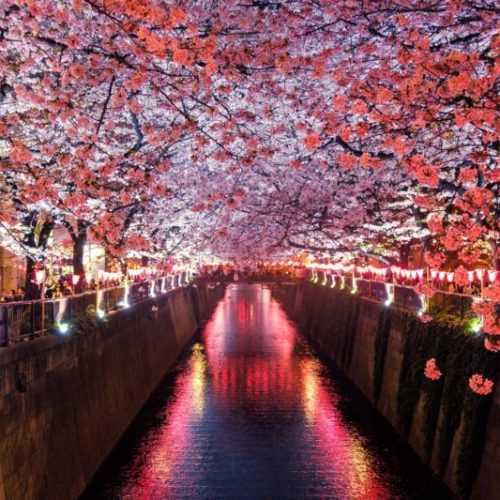 beautiful-cherry-japan